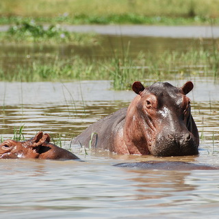 Murchison - Hippo